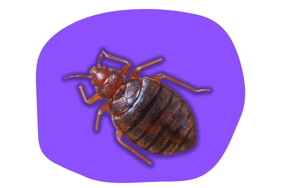 control bed bugs in uae